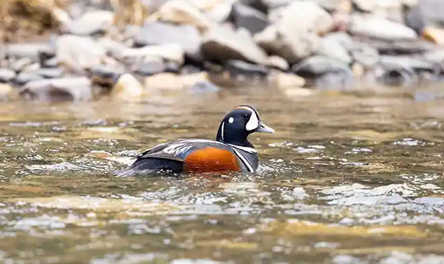 Migratory patterns of the western North American Harlequin duck population throughout the annual cycle