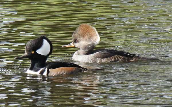 Hooded Merganser
