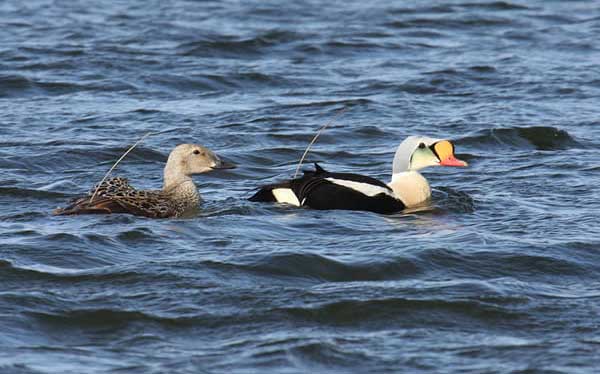 King Eider