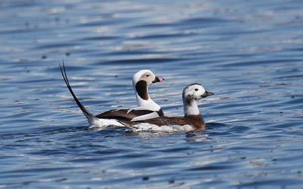 Long-tailed Duck