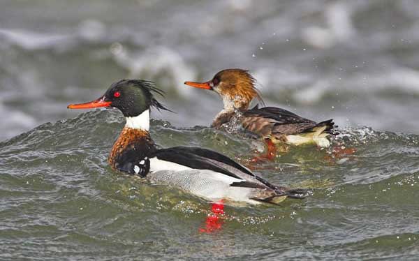 Red-breasted Merganser