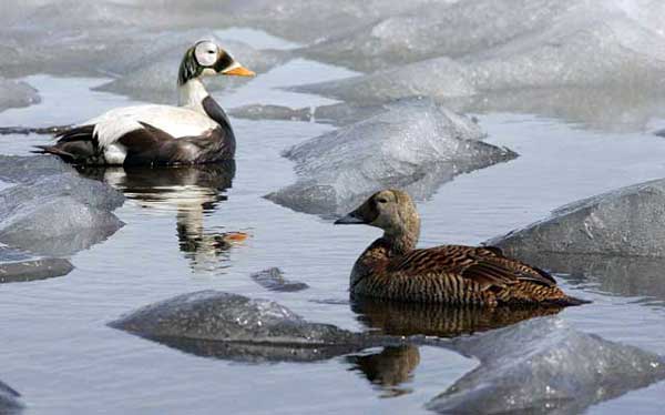 Spectacled Eider