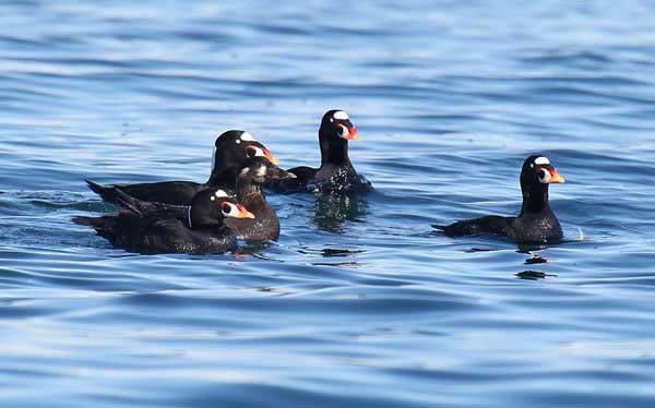 Surf Scoter
