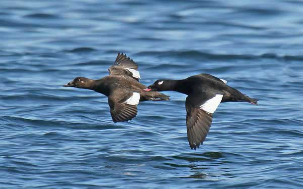 White-winged Scoter