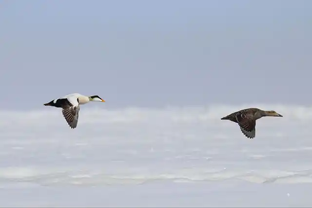 Pair of Common Eider in flight. Credit- Shiloh Schulte USFWS