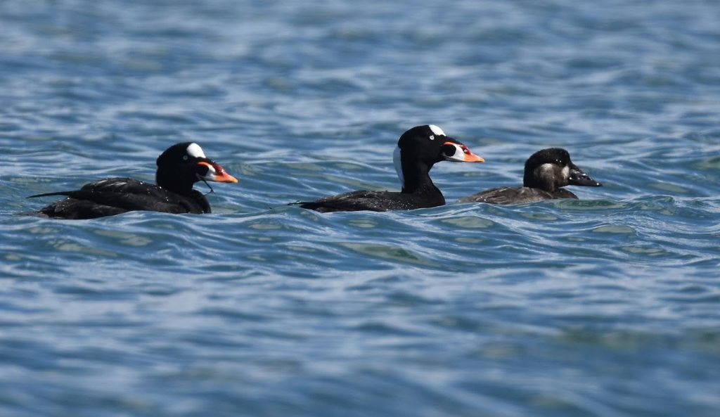 Surf Scoters, one of the 15 extant species of sea ducks. Photo by Andy Reago and Chrissy McClarren.