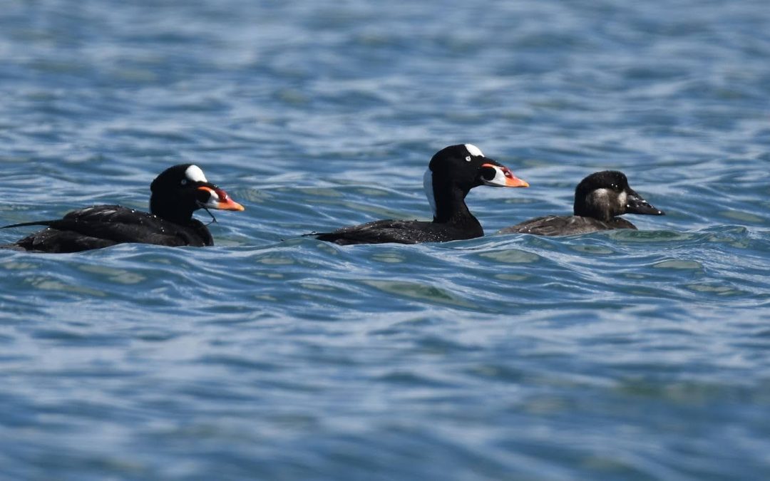 2026 Student Fellowship Awardees Announcement