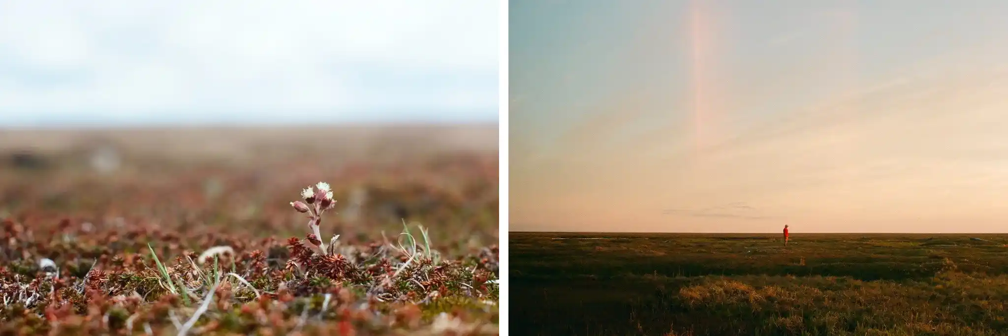 Left: Close-up view of the tundra. Right: USFWS Wildlife Biologist Dan Rizzolo during the summer solstice on the Yukon-Kuskokwim Delta