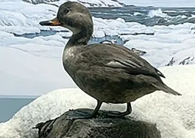 Female specimen at the American Museum of Natural History
