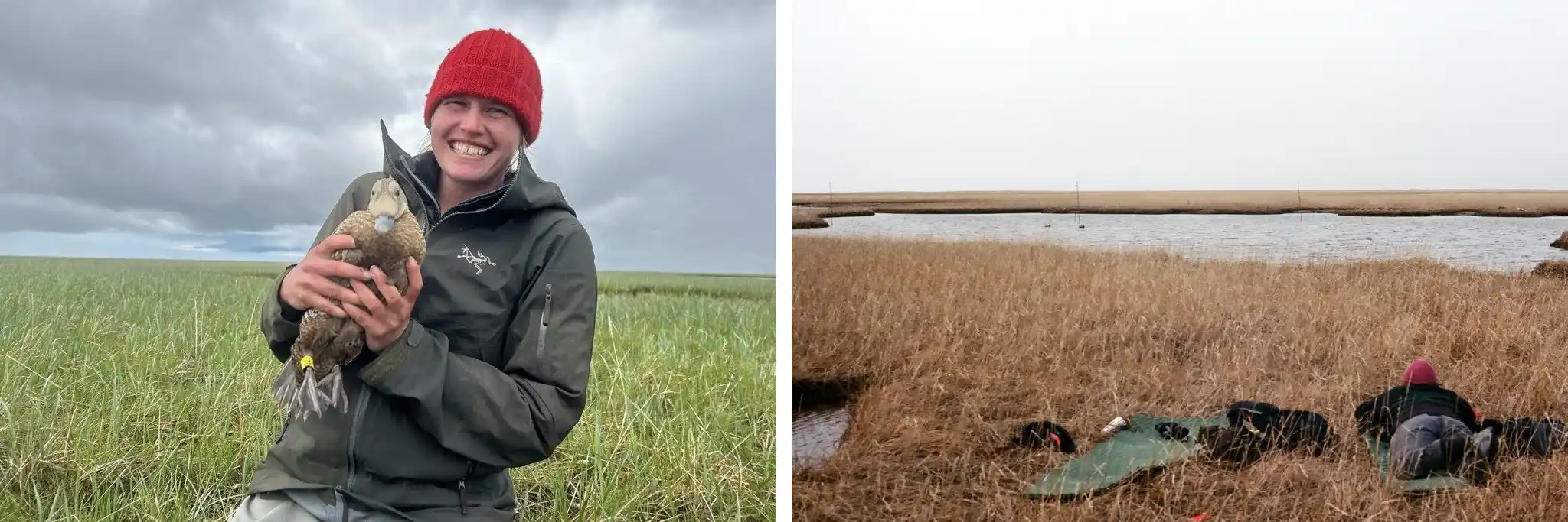 Right: Mairin holding a Spectacled Eider. Left: Lying in the grass waiting for eiders