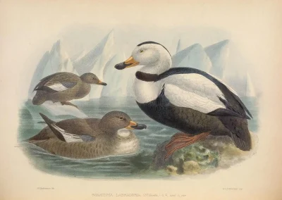 Painting by John Gerrard Keulemans