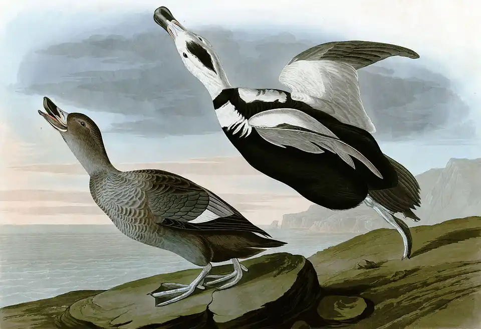 Painting of two Labrador ducks by John James Audubon