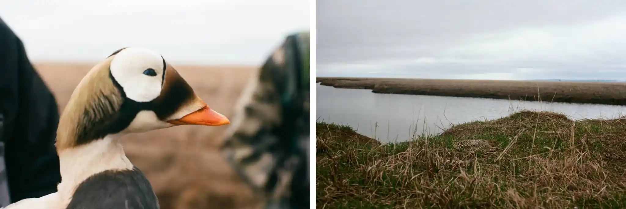 Left: Spectacled Eider. Right: Nesting Common Eider.